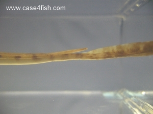 Foto Galerie/Myliobatiformes/Potamotrygon sp/Potamotrygon sp_05_S.jpg